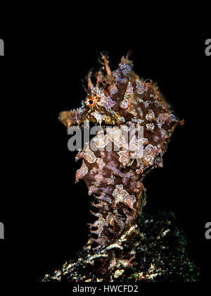 Short-snouted seahorse (Hippocampus hippocampus) Atlantic, Azores, Portugal Stock Photo