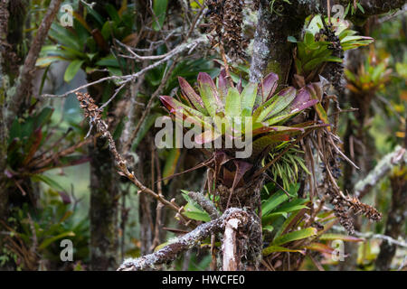 Bromeliads (Bromelia sp.) Growing on tree, San José Province, Costa Rica Stock Photo
