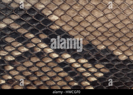 Genuine snakeskin. Leather texture background. Closeup photo. Skin reptiles such as python or cobra. Stock Photo