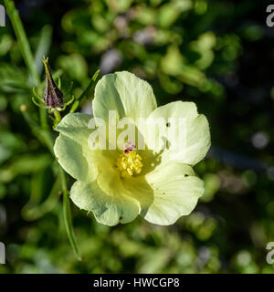 African savanna in bloom Stock Photo - Alamy