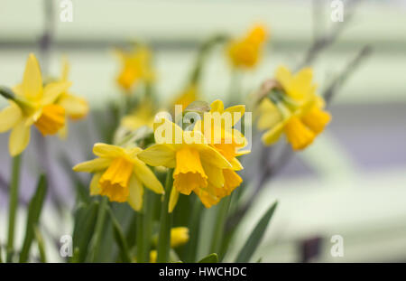 Easter Daffodils in front of green bench Stock Photo