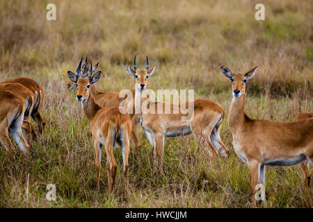 Thomson's gazelle Stock Photo