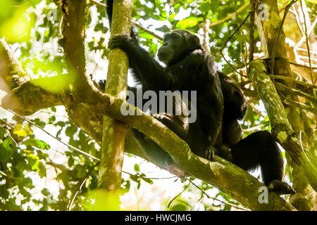 Chimpanzees Stock Photo