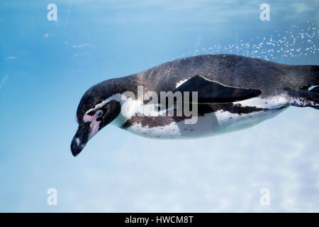 penguin Stock Photo