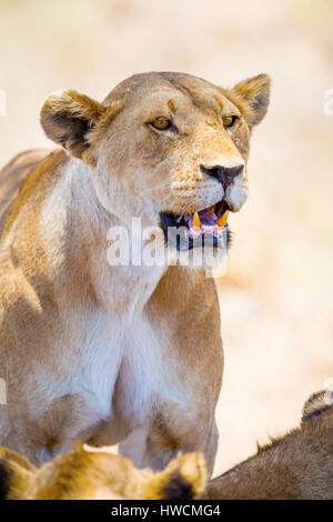 Close up of one large wild lioness in Africa Stock Photo