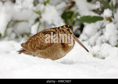 Eurasian Woodcock, Scolopax rusticola,adult in winter plumage, in the snow. Stock Photo