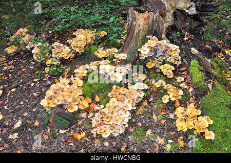 Honey fungus around the base of an oak tree stump in the New Forest National Park, England Stock Photo