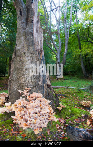 Honey fungus around the base of an oak tree stump in the New Forest National Park, England Stock Photo