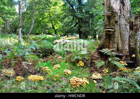 Honey Fungus Armillaria mellea, around the base of an oak tree stump Stock Photo