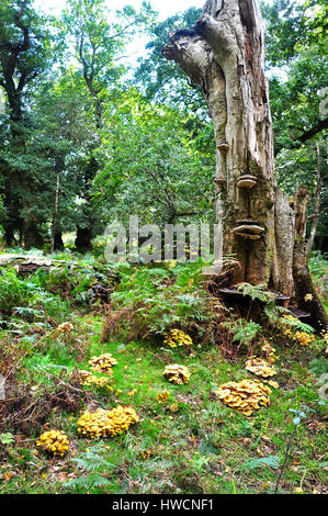 Honey Fungus Armillaria mellea, around the base of an oak tree stump Stock Photo