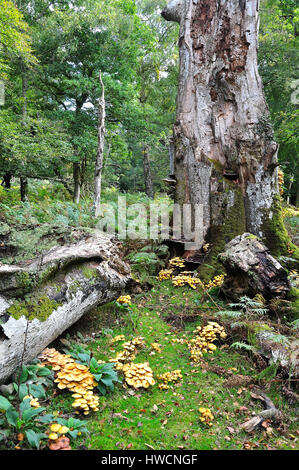 Honey Fungus Armillaria mellea, around the base of an oak tree stump Stock Photo