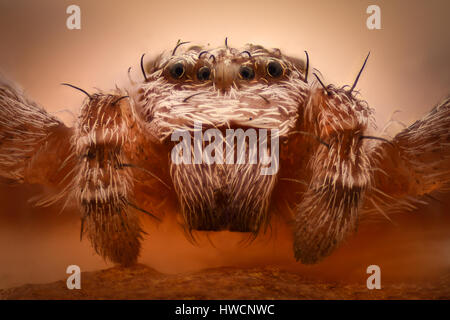 Extreme magnification - Crab spider head Stock Photo