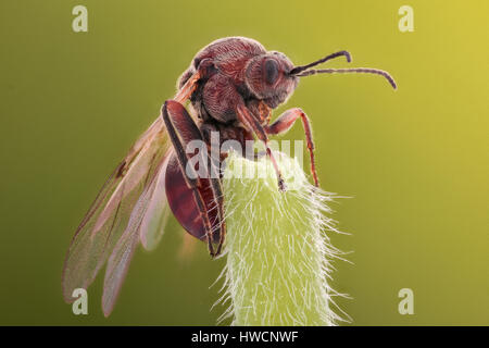 Extreme magnification - Ant queen Stock Photo