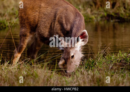 Bandhavgarh National Park, Smbar Stock Photo