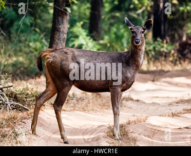 Bandhavgarh National Park, Sambar Stock Photo