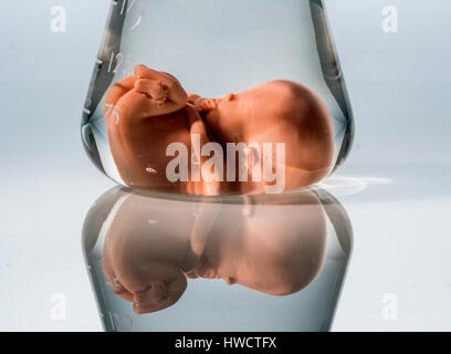 Model of an embryo in a lab glass. Symbolic photo for pregnancy by artificial conception. Abortion and genetic manipulation, Modell eines Embryos in e Stock Photo