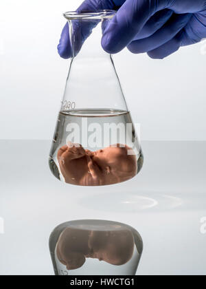 Model of an embryo in a lab glass. Symbolic photo for pregnancy by artificial conception. Abortion and genetic manipulation, Modell eines Embryos in e Stock Photo