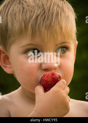 A small boy eats fresh strawberries from own garden in summer, Ein kleiner Junge isst frische Erdbeeren aus dem eigenen Garten im Sommer Stock Photo