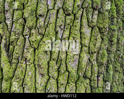 Bark in a tree as a background, Baumrinde an einem Baum als Hintergrund Stock Photo
