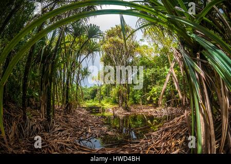 Seychelles, Mahe island, the Morne Seychellois National Park, hiking in the Mare aux Cochons Stock Photo