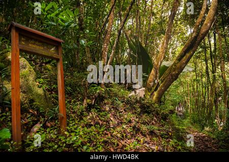 Seychelles, Mahe island, the Morne Seychellois National Park, hiking in the Mare aux Cochons Stock Photo