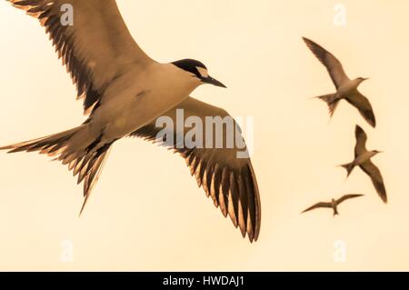 Sooty terns in flight in The Seychelles Stock Photo - Alamy