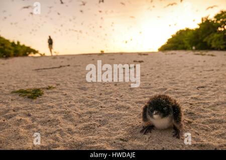 Seychelles,Bird Island,white sandy beach at sunset,juvenile lost in the colony of 1.5 million sooty terns (Onychoprion fuscatus),in March,terns soar by tens of thousands above their island sanctuary,before starting to descend to reach the colony at the north end of the island throughout the month of April and May,spawning begins in June and in 10 days about 90% of the eggs in the colony are laid,after 28 to 30 days the eggs hatch and 60 days later,fed with fish and squid by their parents,young terns will have enough grown to be able to fly,the last young terns leave the nest late October Stock Photo
