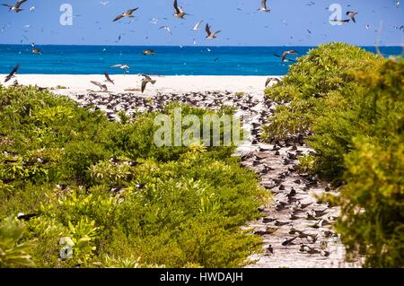 Seychelles, Bird Island, colony of 1.5 million sooty terns (Onychoprion fuscatus), in March, terns soar by tens of thousands above their island sanctuary, before starting to descend to reach the colony at the north end of the island throughout the month of April and May, spawning begins in June and in 10 days about 90% of the eggs in the colony are laid, after 28 to 30 days the eggs hatch and 60 days later, fed with fish and squid by their parents, young terns will have enough grown to be able to fly, the last young terns leave the nest late October Stock Photo