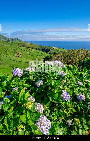 Portugal, Azores archipelago, Flores island, fields separated by small stone walls and hedge of hydrangeas Stock Photo