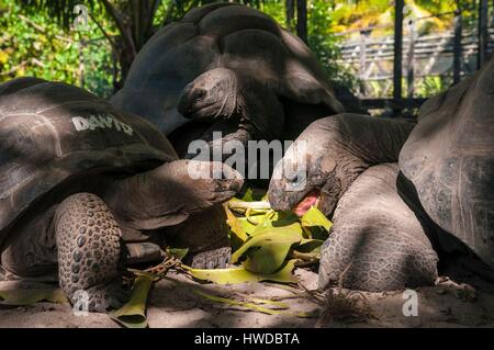 Seychelles, Silhouette Island, nursery of giant tortoises of Seychelles (Aldabrachelys gigantea) supervised by the South African ecologist Ron GERLACH of Nature Protection Trust of Seychelles Stock Photo