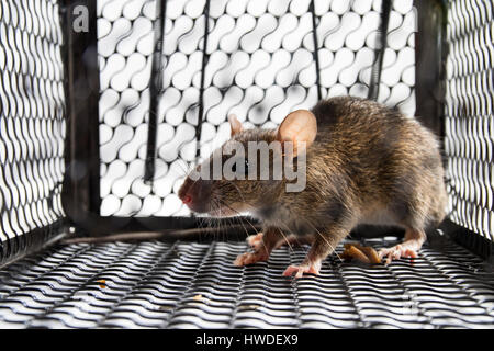 A mouse in the Cage in isolated White Background Stock Photo