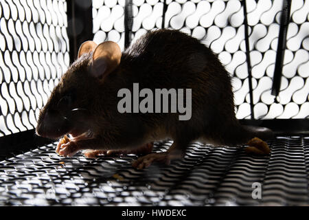 A mouse in the Cage in isolated White Background Stock Photo