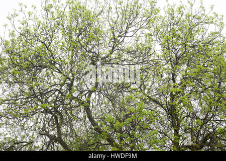 Tree in spring, Camberwell, Katja Heber, London, 10/05/2016 Stock Photo