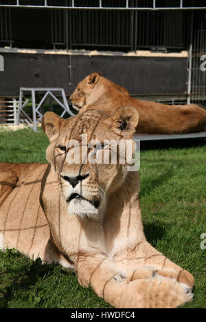 Lion tamer at Circus Renz Stock Photo