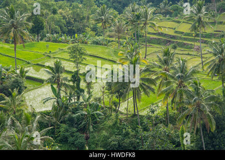 Rice Fields near Senaru, Lombok, Indonesia Stock Photo