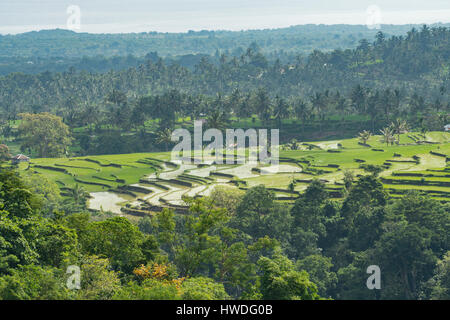 Rice Fields near Senaru, Lombok, Indonesia Stock Photo