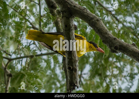 Black-naped Oriole, Oriolus chinensis on Rinca Island, Indonesia Stock Photo