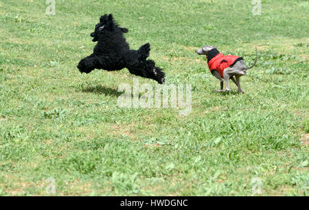 Playful Black Miniature Poodle and Italian Greyhound running and playing on the grass outside Stock Photo