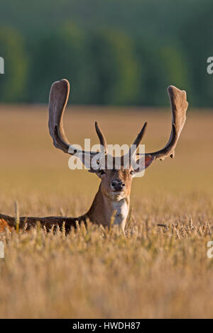 Fallow deer (Dama dama) buck with antlers covered in velvet in wheat field in summer Stock Photo