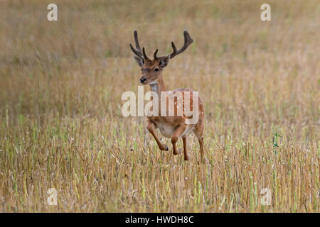 Young fallow deer (Dama dama) buck with antlers covered in velvet running over stubble field in summer Stock Photo