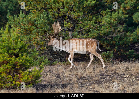 Fallow deer (Dama dama) buck foraging in heathland in autumn Stock Photo