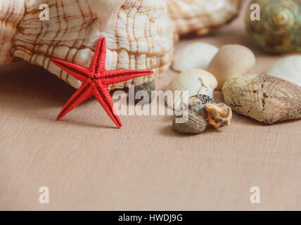 Seashells and starfish on wooden background Stock Photo