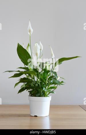 A pot of a Pease lily houseplant on a dining table Stock Photo