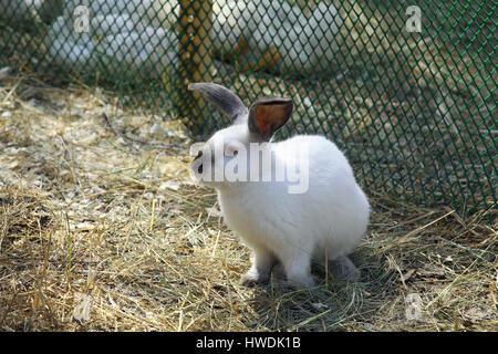 A funny white rabbit on the AgroFarm Stock Photo