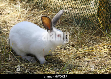 White rabbit grazing on AgroFarm Stock Photo