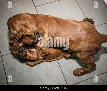 Two six week old Irish Setter puppies playing on floor Stock Photo