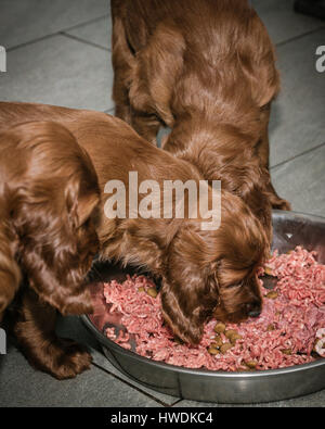 Two six week old Irish Setter puppies eating meat Stock Photo