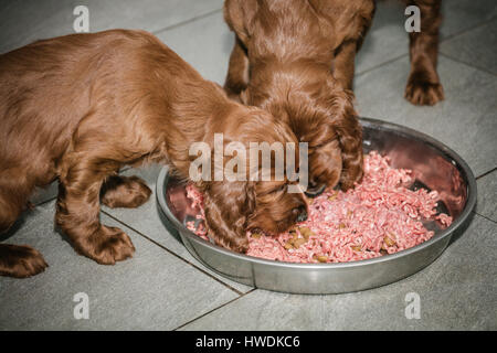 Two six week old Irish Setter puppies eating meat Stock Photo