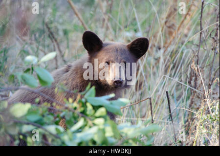 A yearling black bear cub (Ursus americanus), North America Stock Photo