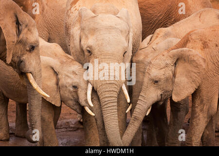 A herd of elephants at a waterhole in Addo Elephant National Park, South Africa.